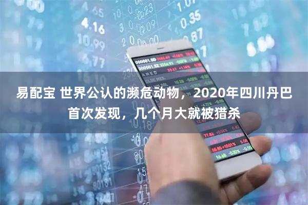 易配宝 世界公认的濒危动物,2020年四川丹巴首次发现,几个月大就被猎杀