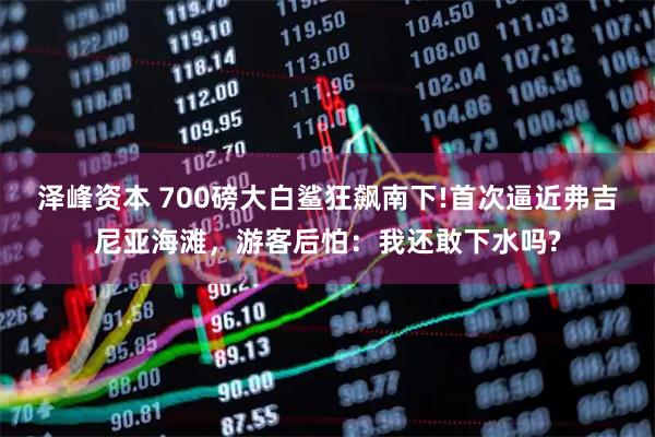 泽峰资本 700磅大白鲨狂飙南下!首次逼近弗吉尼亚海滩,游客后怕:我还敢下水吗?